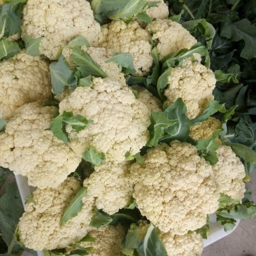 优质有机花菜，质优价廉，大量现货