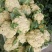优质有机花菜，质优价廉，大量现货