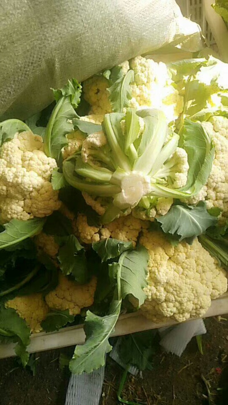 优质有机花菜，质优价廉，大量现货