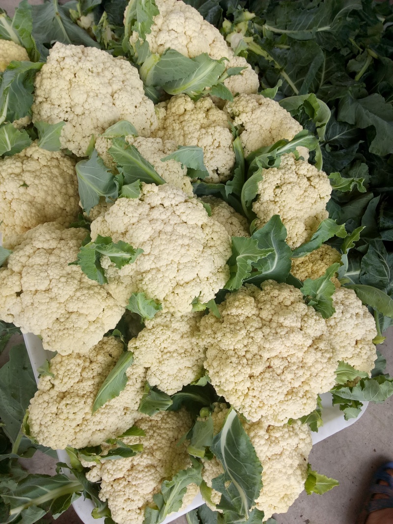 优质有机花菜，质优价廉，大量现货