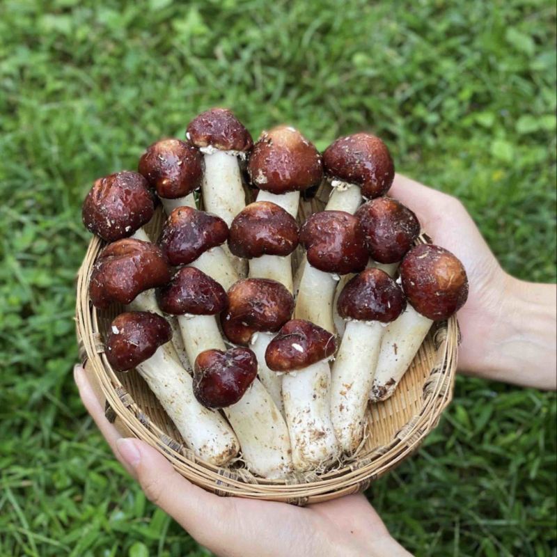 老梁包邮特惠2斤2盒新鲜赤松茸仅33元，可一件代发