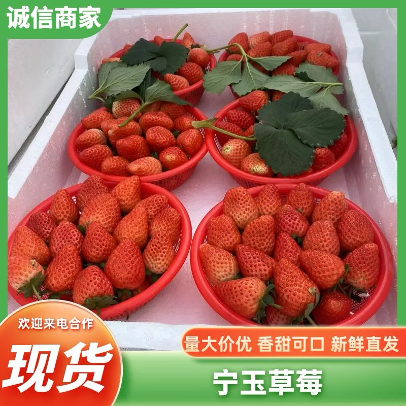 【热卖中】草莓新鲜上市品质好价格低〔代发全国〕