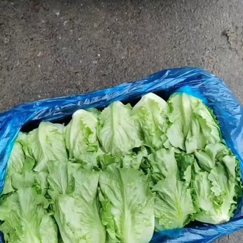 河南安阳精品意大利生菜产地现货全年对接商超市场批发