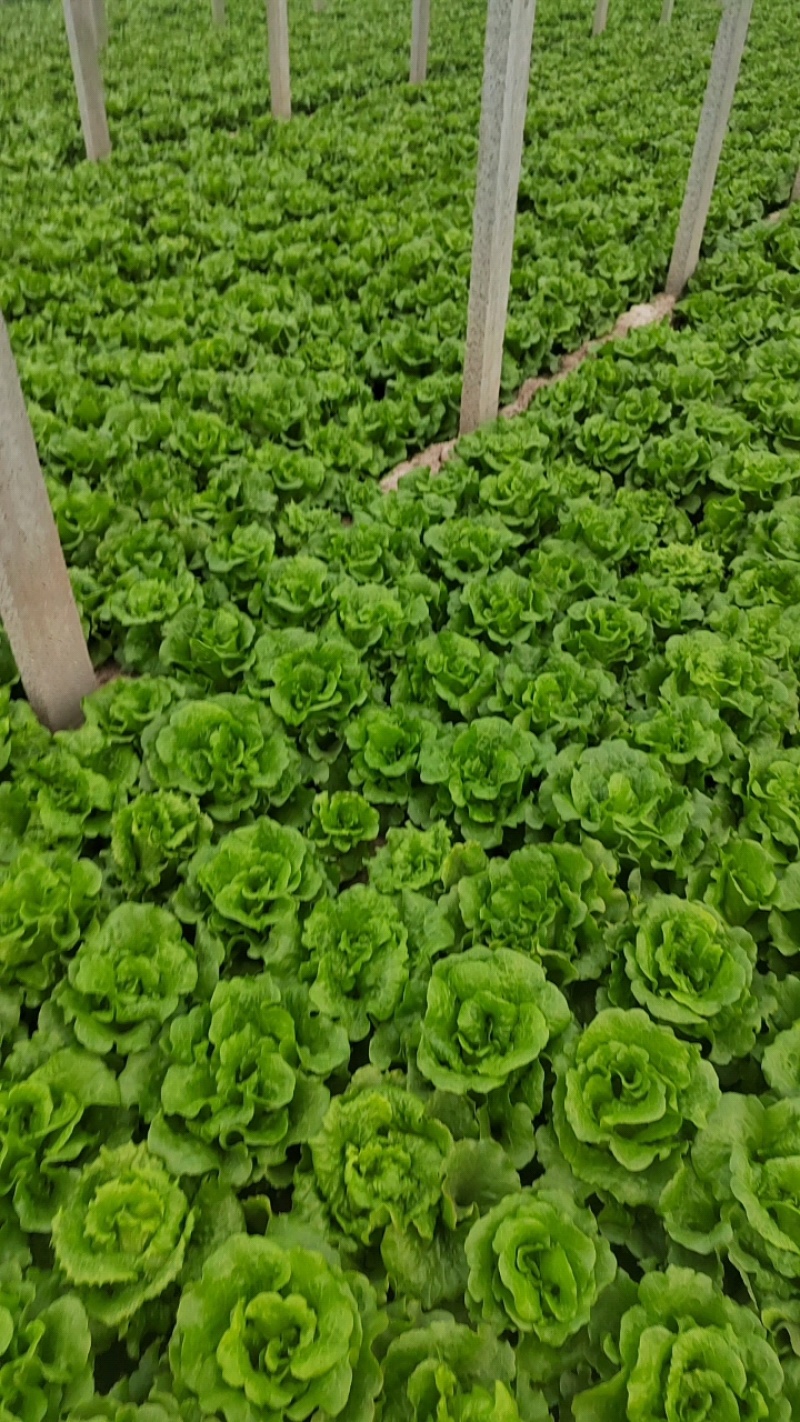 河南安阳精品意大利生菜产地现货全年对接商超市场批发
