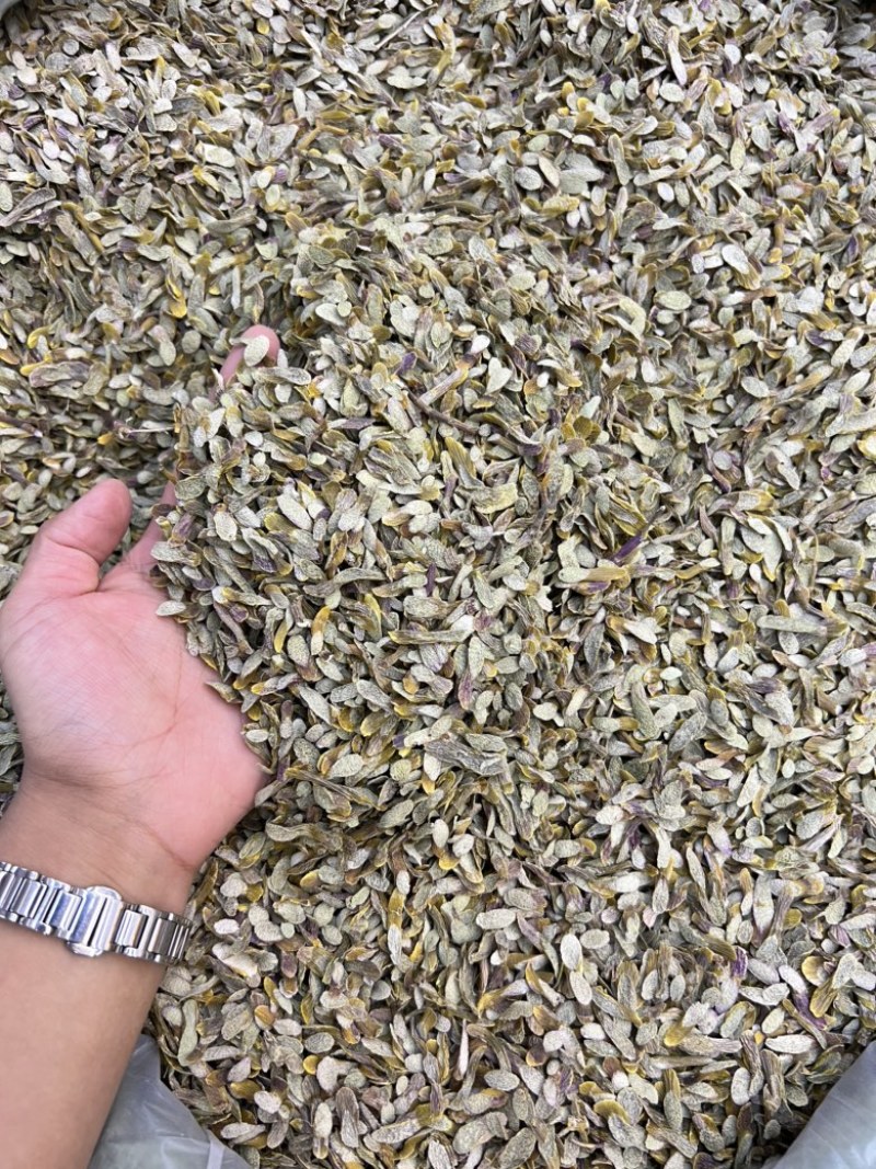 铁皮石斛切片，价格不贵，现货100公斤需要的老板来电洽谈
