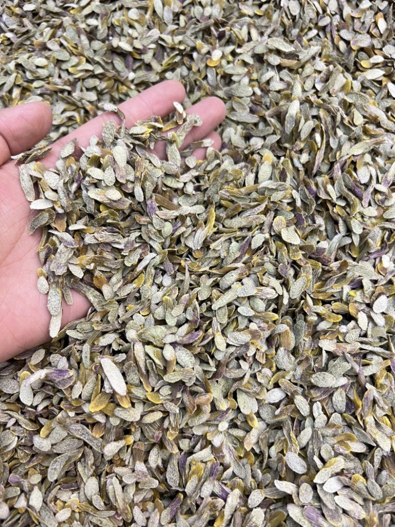 铁皮石斛切片，价格不贵，现货100公斤需要的老板来电洽谈