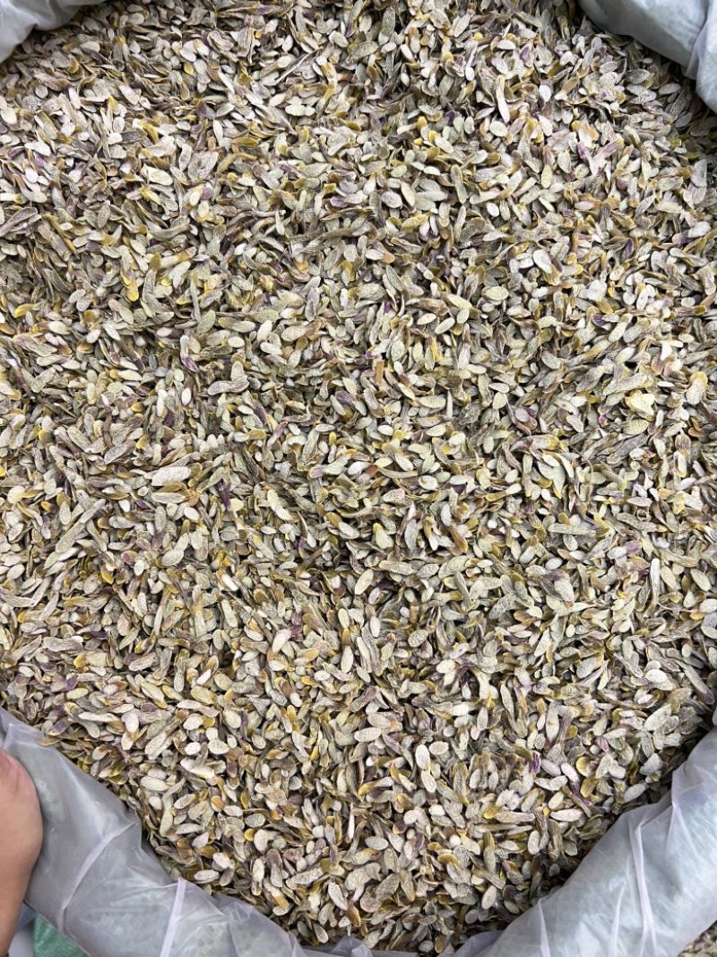 铁皮石斛切片，价格不贵，现货100公斤需要的老板来电洽谈