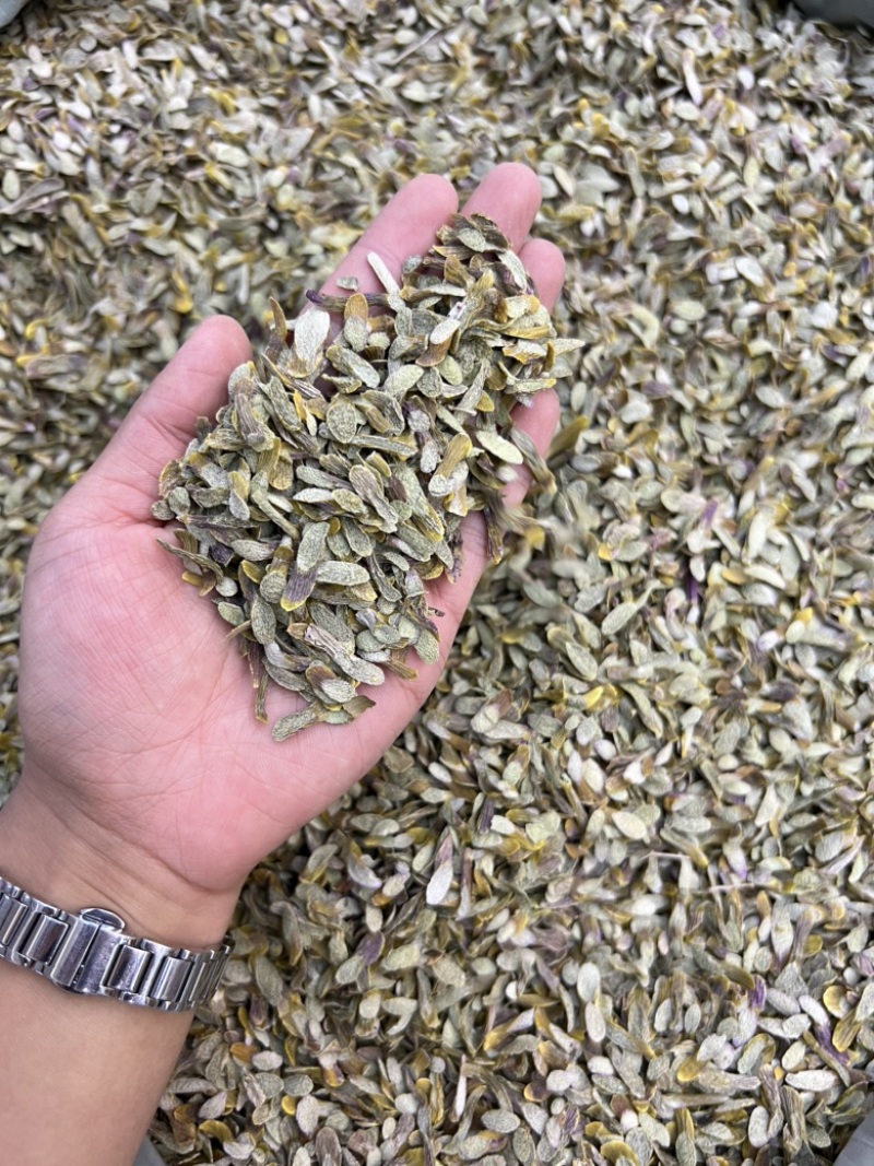 铁皮石斛切片，价格不贵，现货100公斤需要的老板来电洽谈