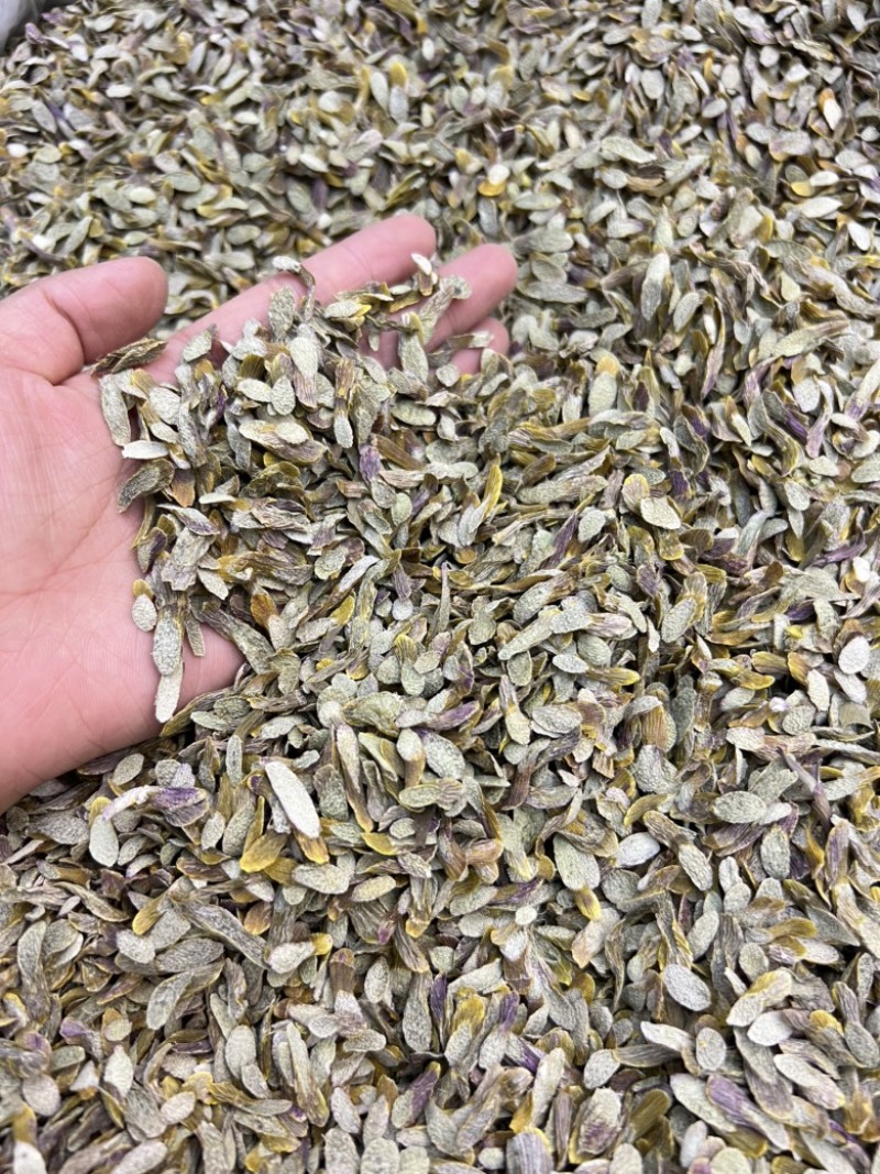 铁皮石斛切片，价格不贵，现货100公斤需要的老板来电洽谈