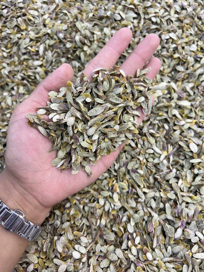 铁皮石斛切片，价格不贵，现货100公斤需要的老板来电洽谈