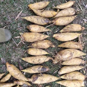 【推荐】江西深山冬笋产地直发可视频看货对接全国