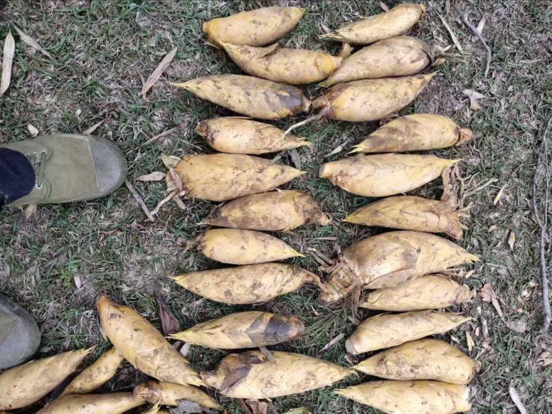 【推荐】江西深山冬笋产地直发可视频看货对接全国