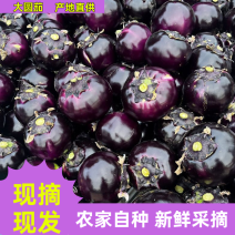 圆茄子山东紫光圆茄，全国发货，品质保证，可视频看货