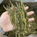 珍虫石斛条，好货不多，需要的老板来电460一斤