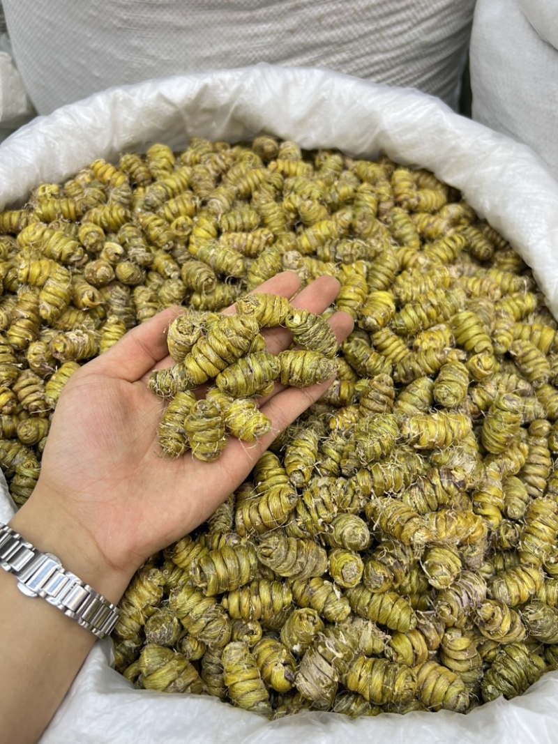 铁皮石斛枫斗1.4规格，现货100公斤