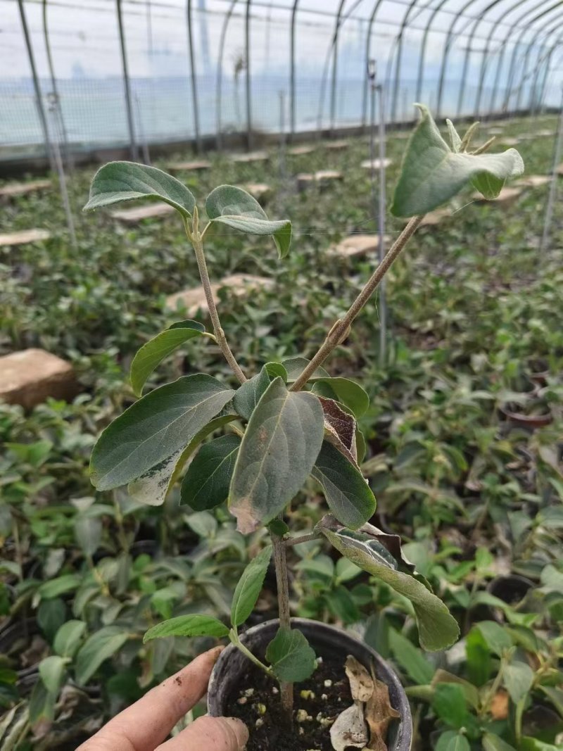 中华木绣球杯苗