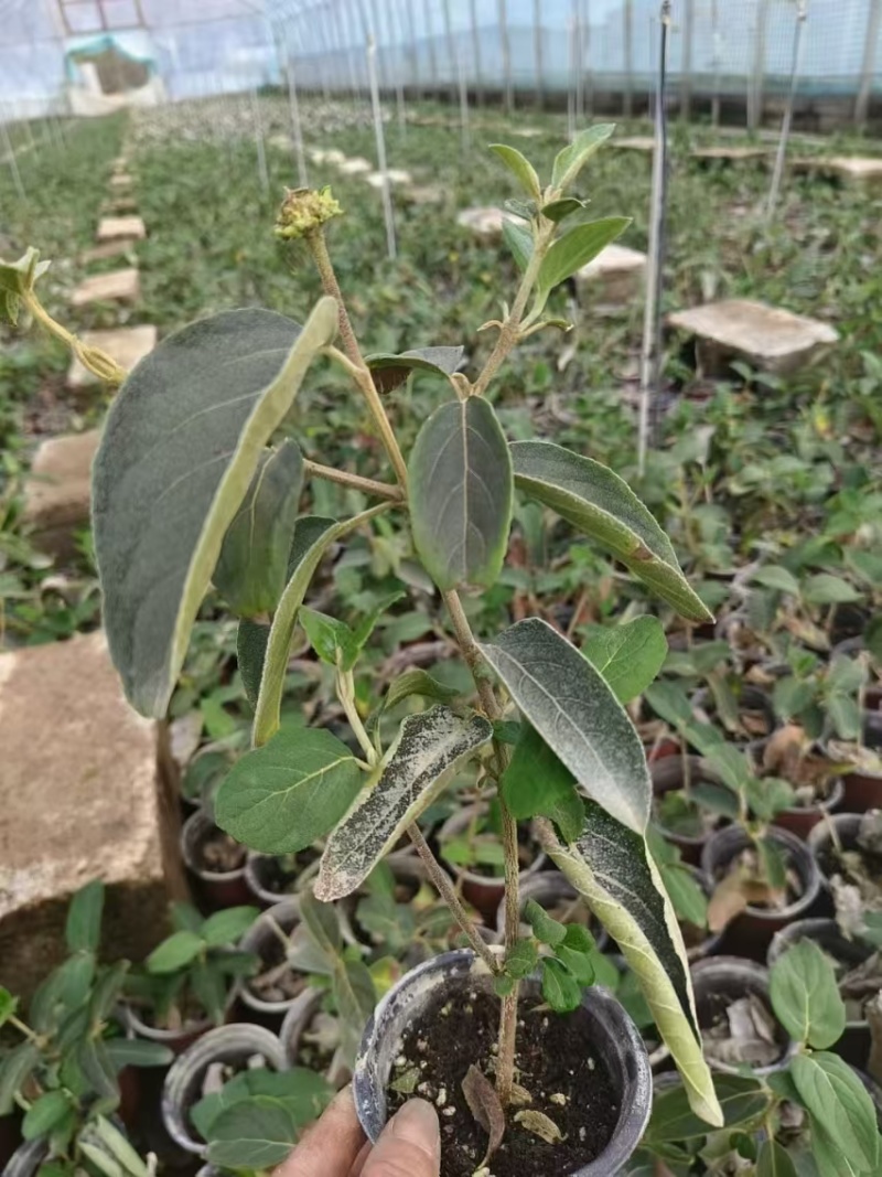 中华木绣球杯苗