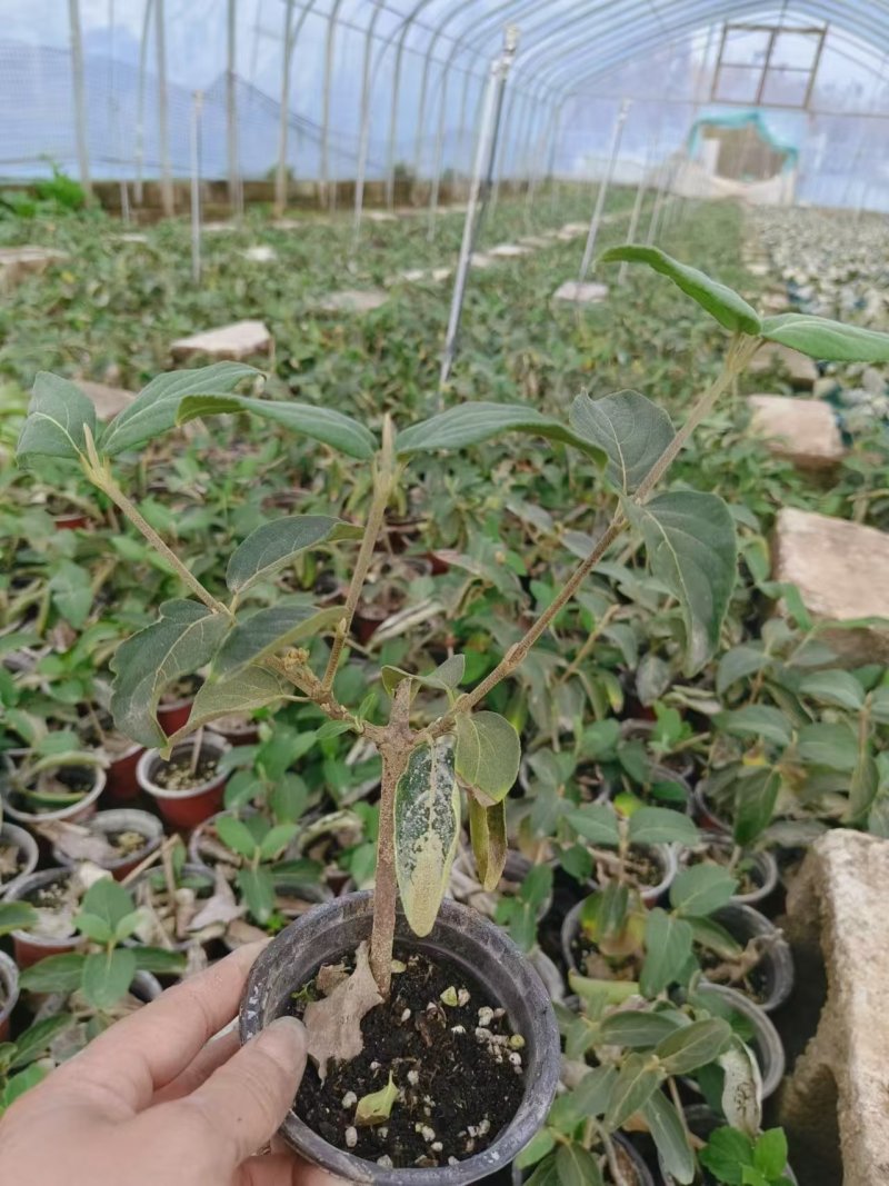 中华木绣球杯苗