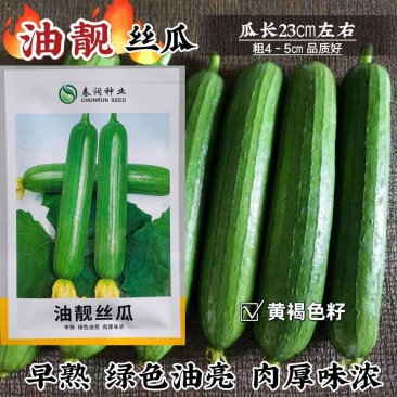油靓丝瓜种子早熟绿油亮皮丝瓜种籽圆筒形短棒丝瓜肉厚味浓品