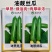 油靓丝瓜种子早熟绿油亮皮丝瓜种籽圆筒形短棒丝瓜肉厚味浓品