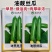油靓丝瓜种子早熟绿油亮皮丝瓜种籽圆筒形短棒丝瓜肉厚味浓品