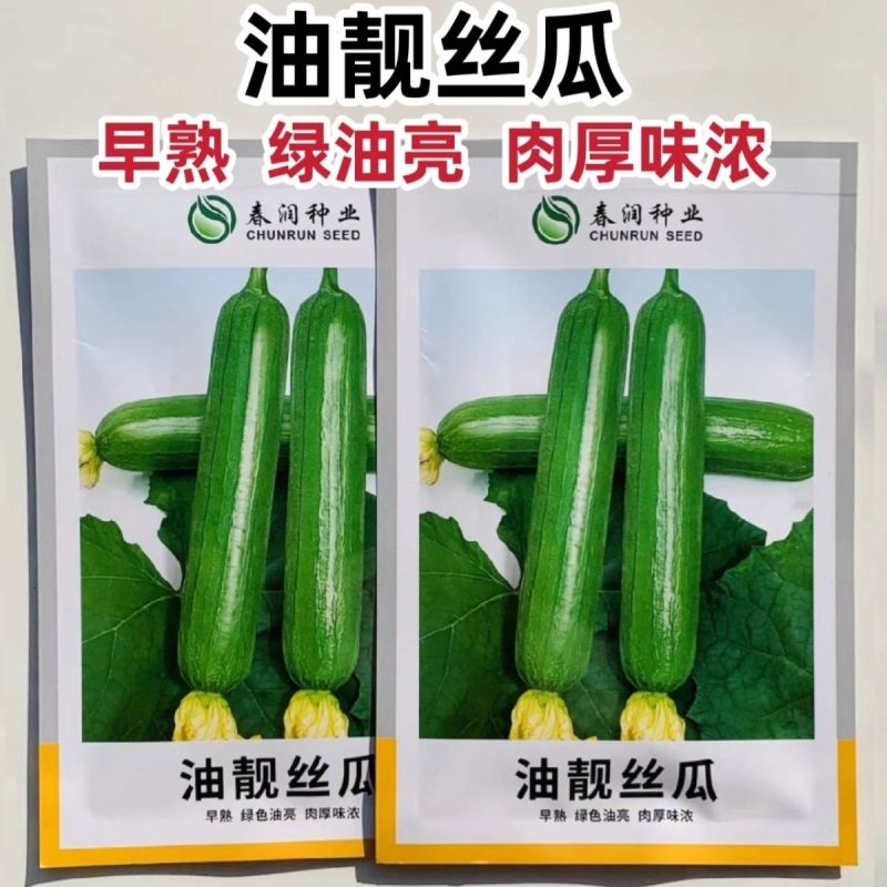 油靓丝瓜种子早熟绿油亮皮丝瓜种籽圆筒形短棒丝瓜肉厚味浓品