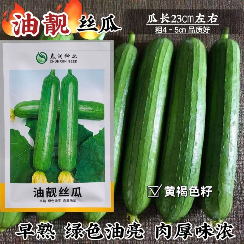 油靓丝瓜种子早熟绿油亮皮丝瓜种籽圆筒形短棒丝瓜肉厚味浓品