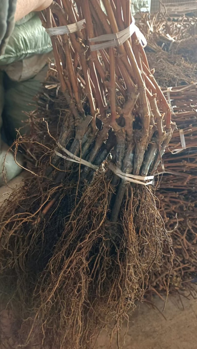 巨峰葡萄苗贝达根系嫁接硬枝嫁接抗寒抗涝