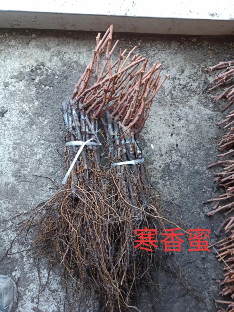 巨峰葡萄苗贝达根系嫁接硬枝嫁接抗寒抗涝