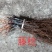 巨峰葡萄苗贝达根系嫁接硬枝嫁接抗寒抗涝