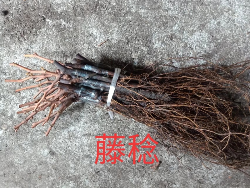 巨峰葡萄苗贝达根系嫁接硬枝嫁接抗寒抗涝