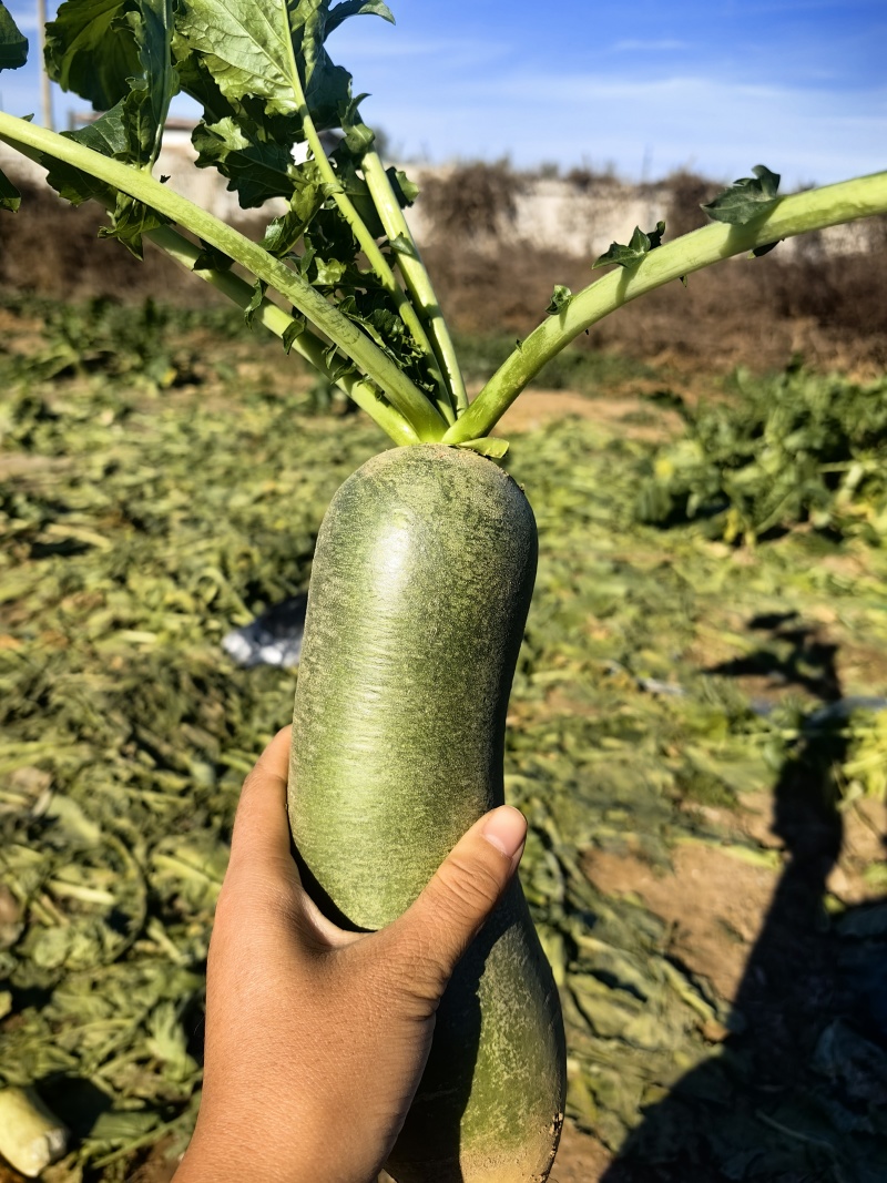 天津正宗沙窝水果萝卜，冰淇淋萝卜