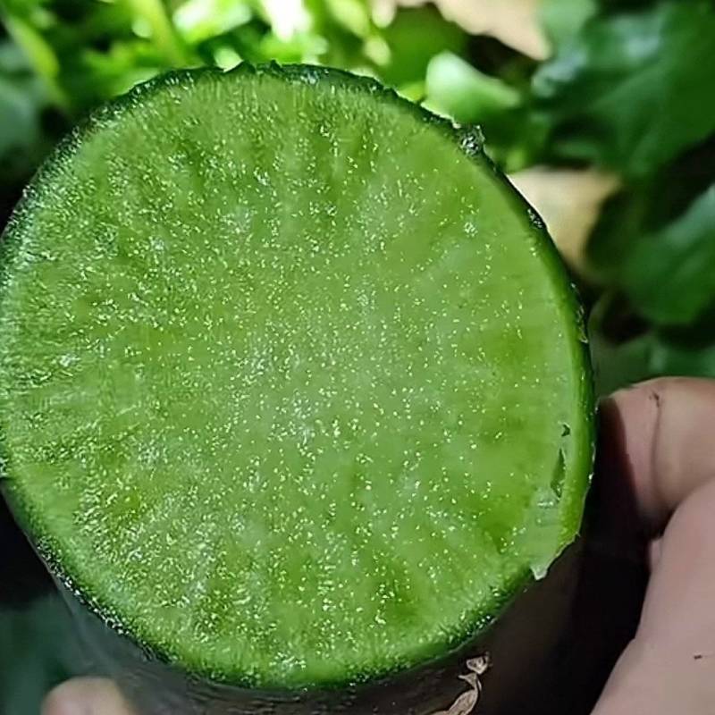 天津正宗沙窝水果萝卜，冰淇淋萝卜