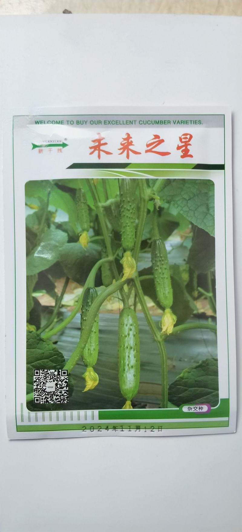 水果黄瓜种子未来之星全雌耐热型瓜条顺直翠绿品质