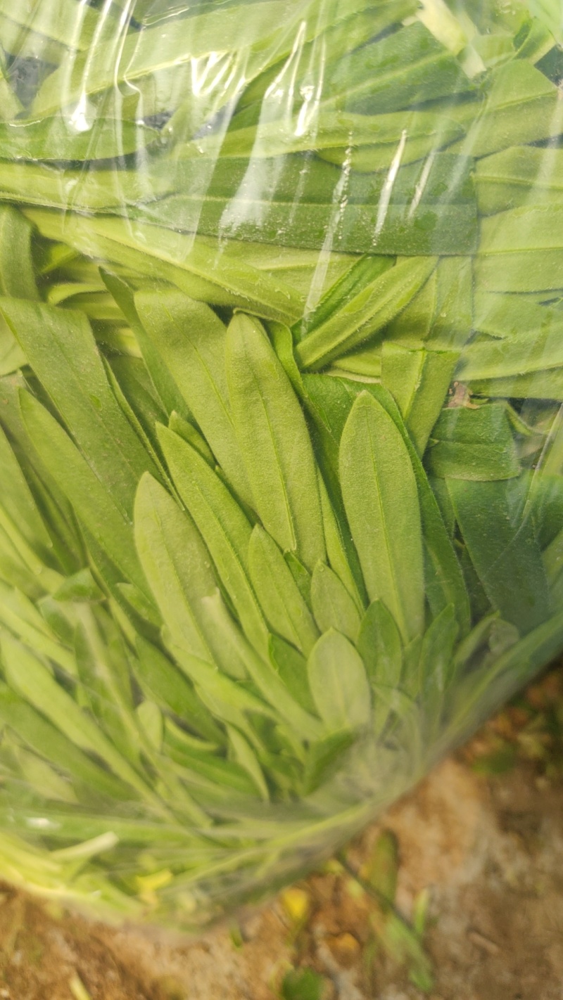 千亩面条菜基地
