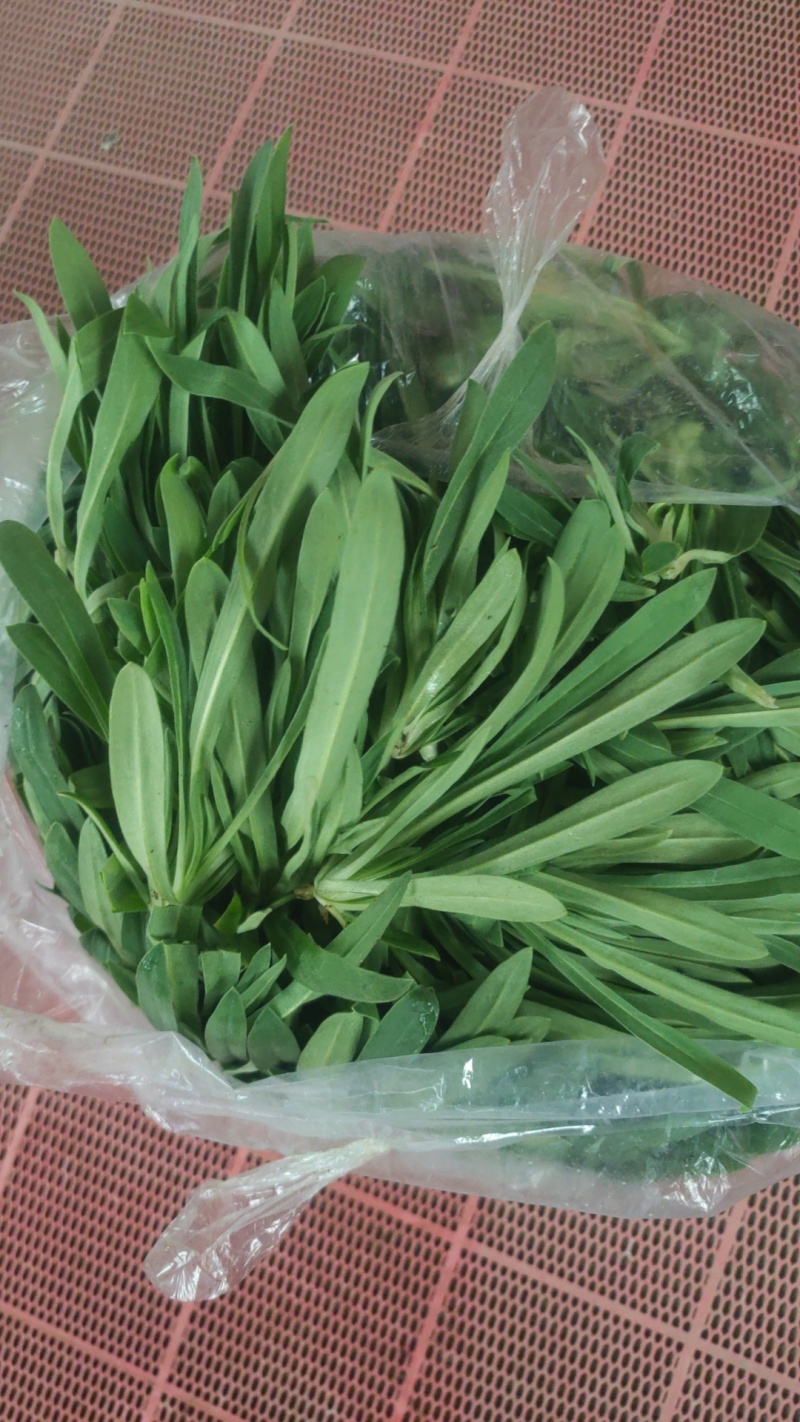 千亩面条菜基地