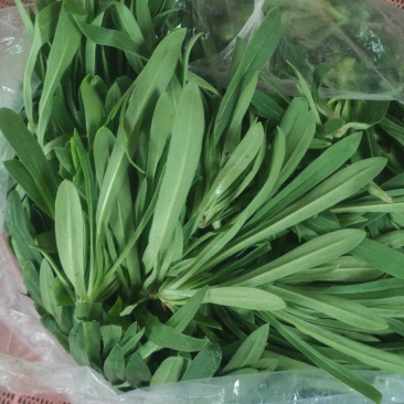 千亩面条菜基地