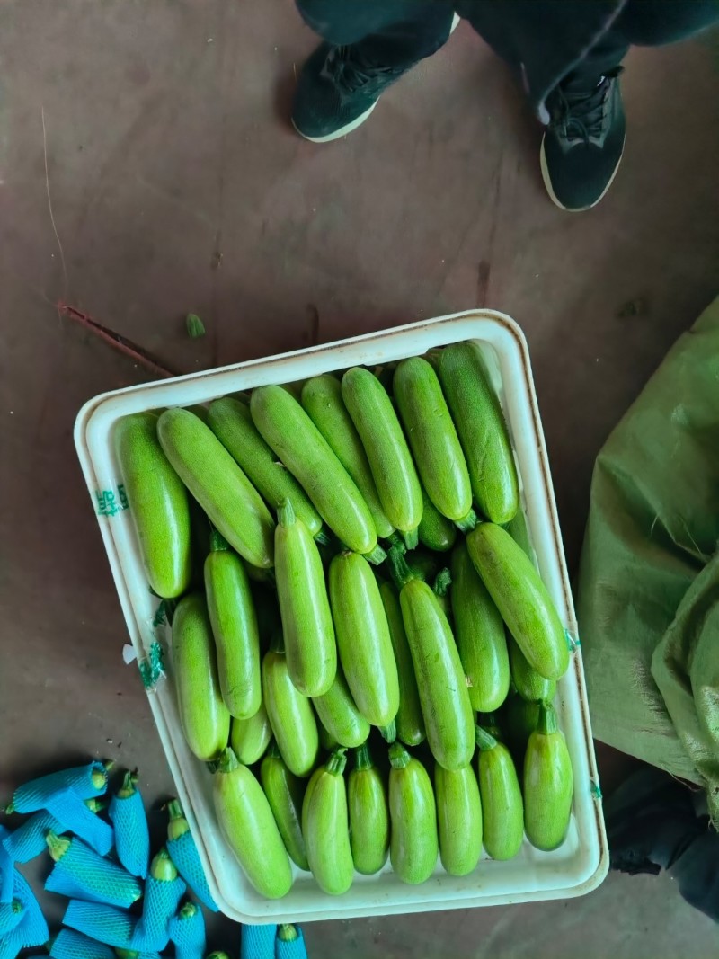《畅销推荐》山东临沂油绿西葫芦上市颜色油绿条直对接全国