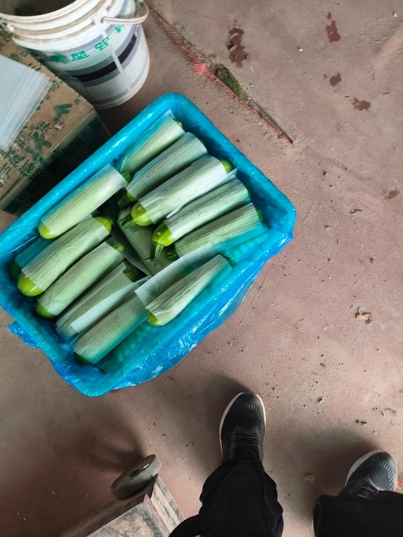 《畅销推荐》山东临沂油绿西葫芦上市颜色油绿条直对接全国