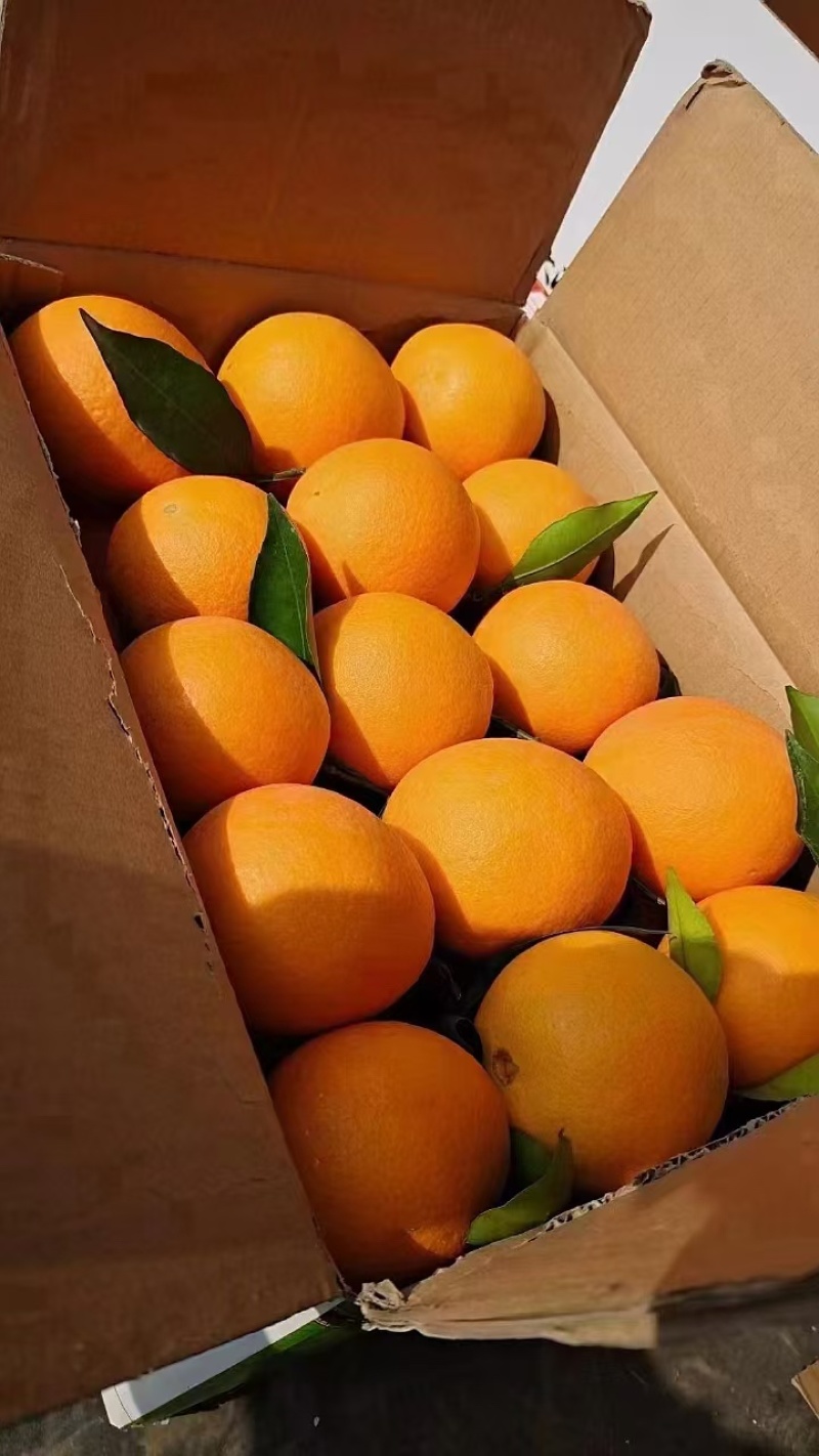 橙子，纽荷尔脐橙，口感好汁水多，品质保障，一件代发