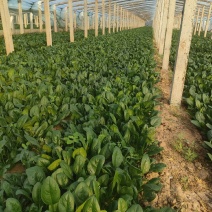 大棚菠菜