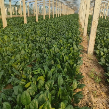 大棚菠菜