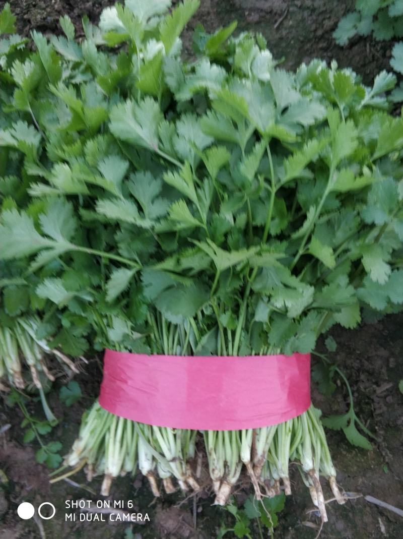 大叶香菜
