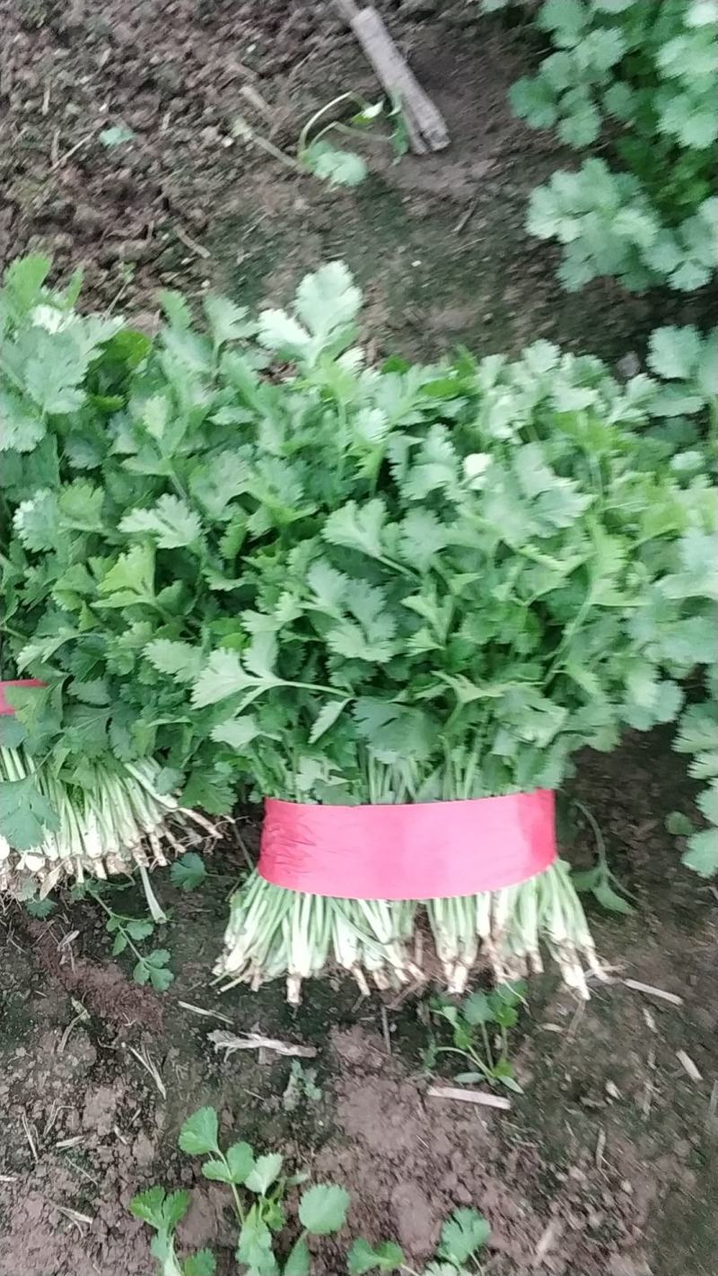 大叶香菜