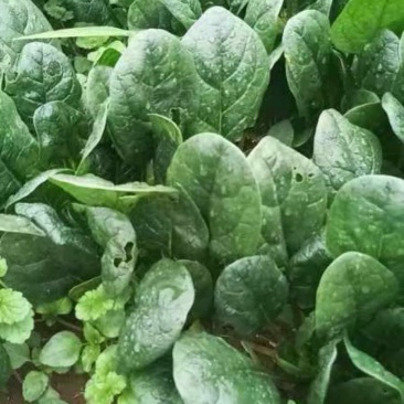 菠菜精品菠菜现挖现发产地直供量大从优欢迎咨询