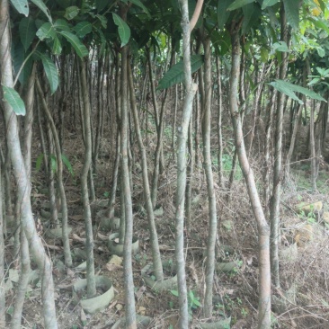 芒果绿化，各种规格齐全
