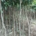 芒果绿化，各种规格齐全