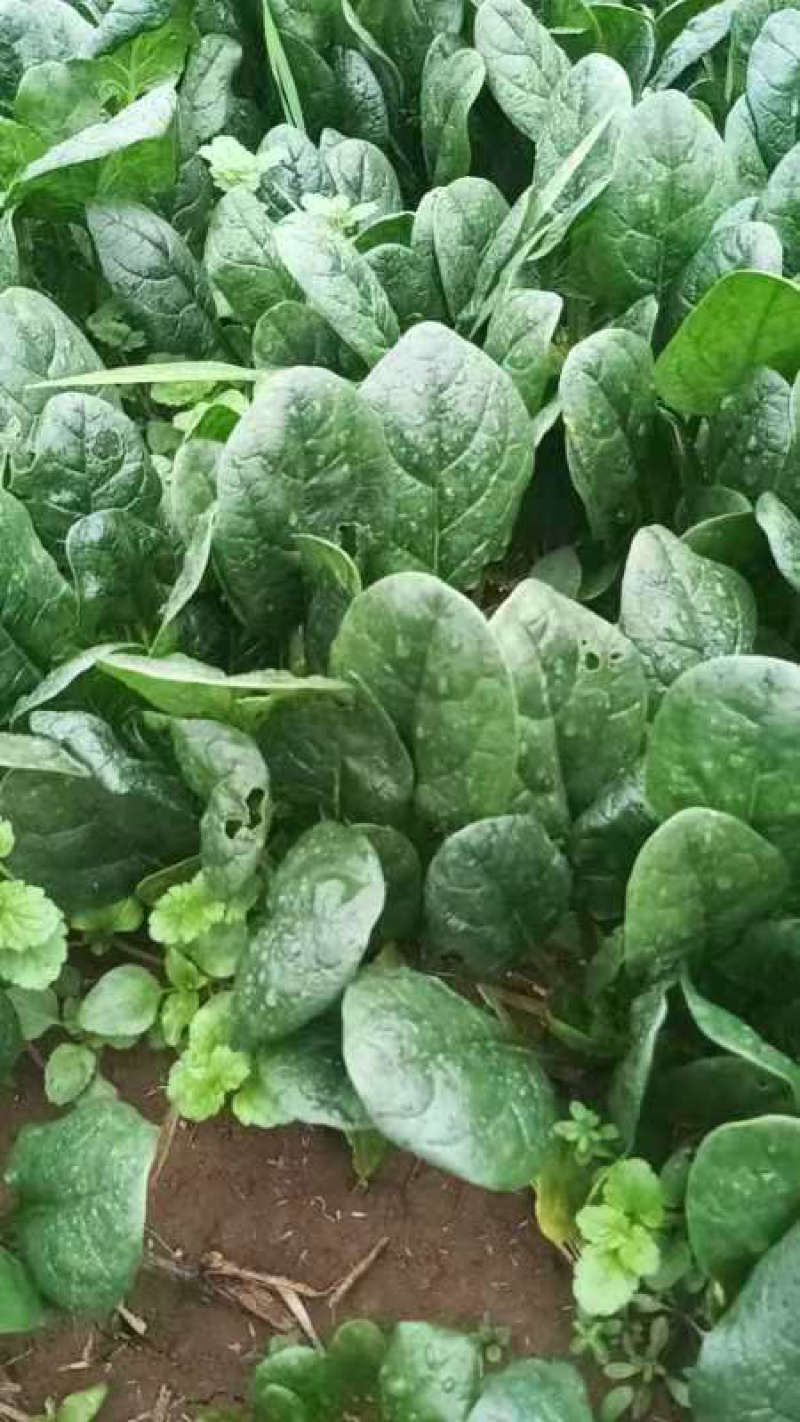 菠菜精品菠菜现挖现发产地直供量大从优欢迎咨询