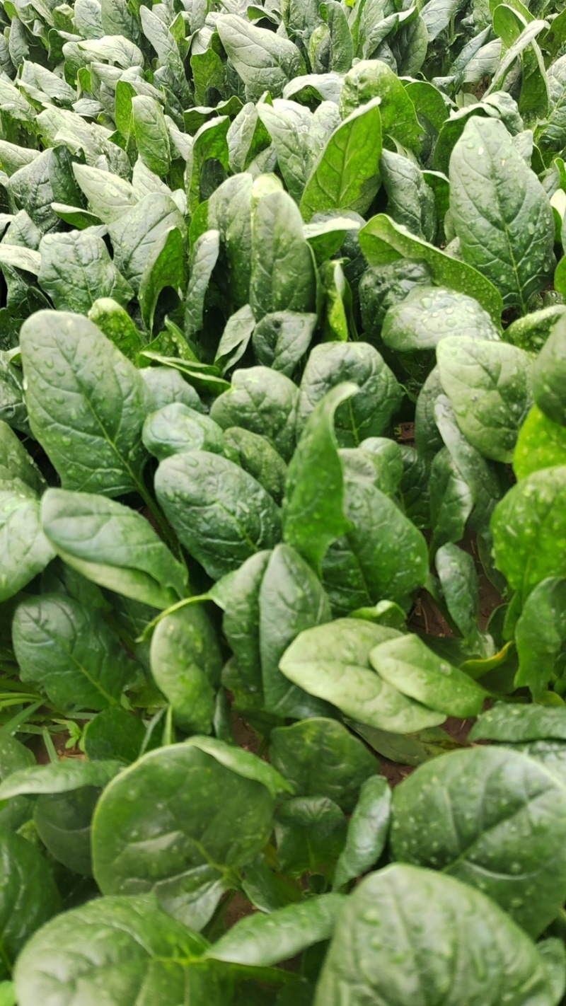 菠菜精品菠菜现挖现发产地直供量大从优欢迎咨询