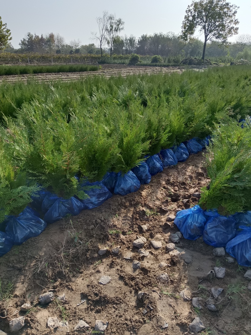 陕西侧柏杯苗10X10杯苗圃直供可全国发货欢迎来电咨询